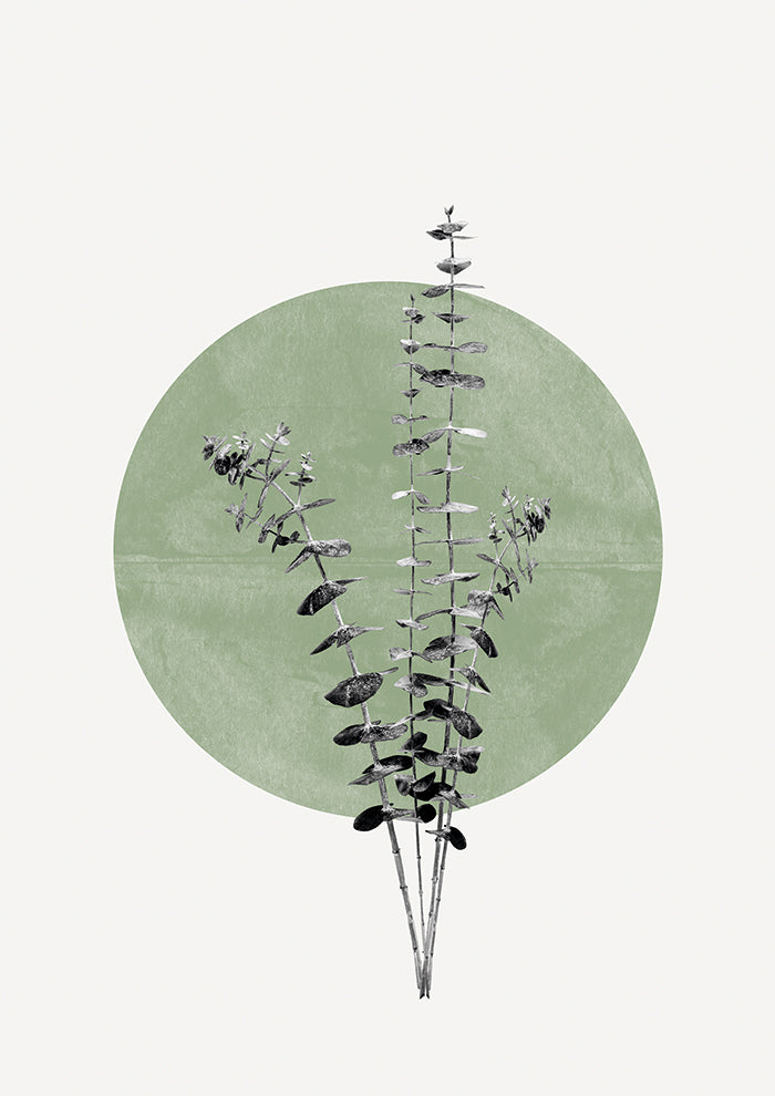Eucalyptus and Green Moon