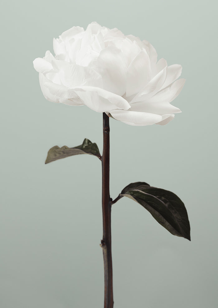 Peony 16