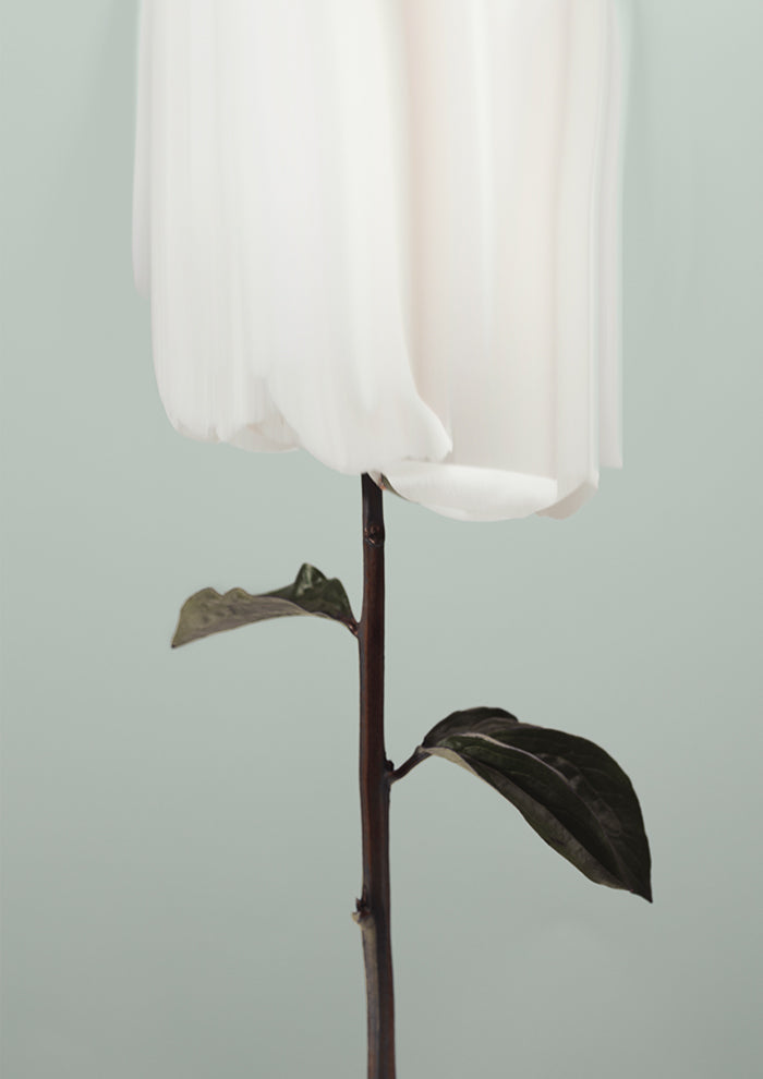 Peony 17