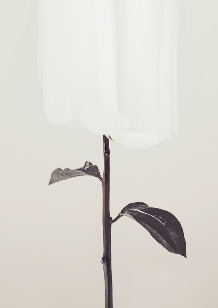 Peony 18