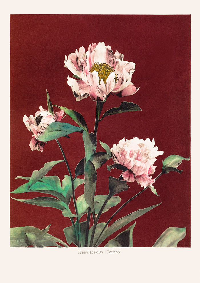 Haerdaceous Peony no2