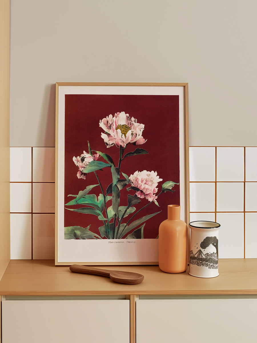 Haerdaceous Peony no2