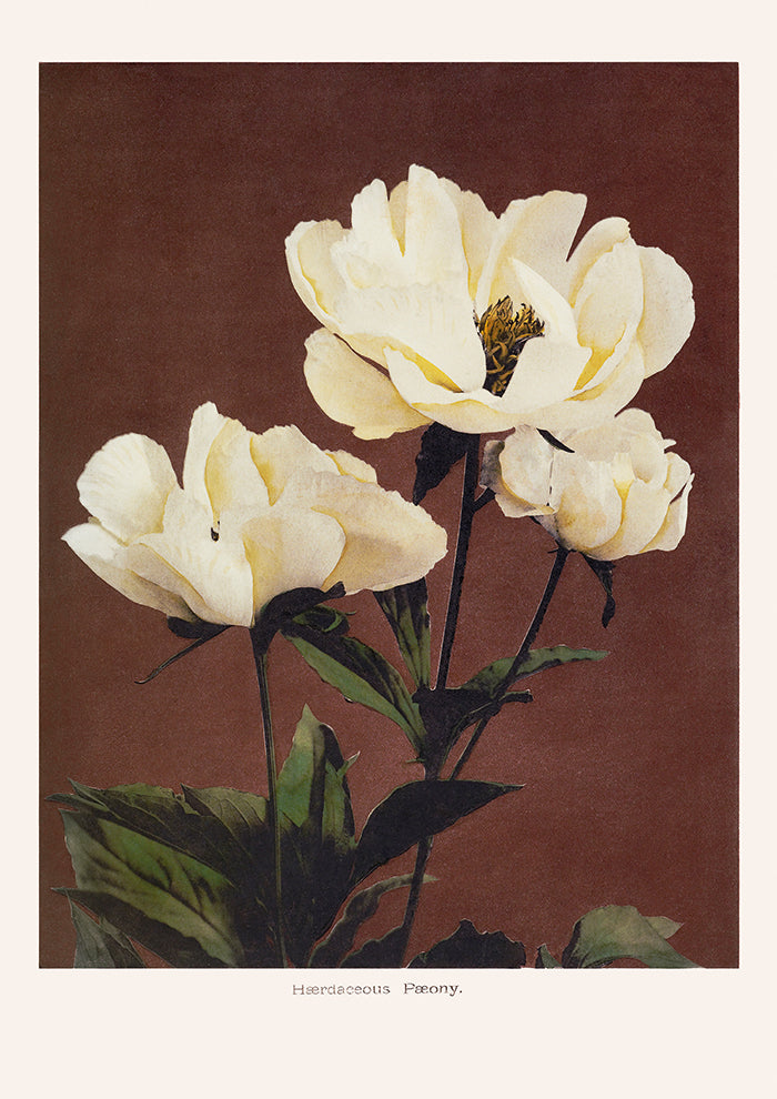 Haerdaceous Peony
