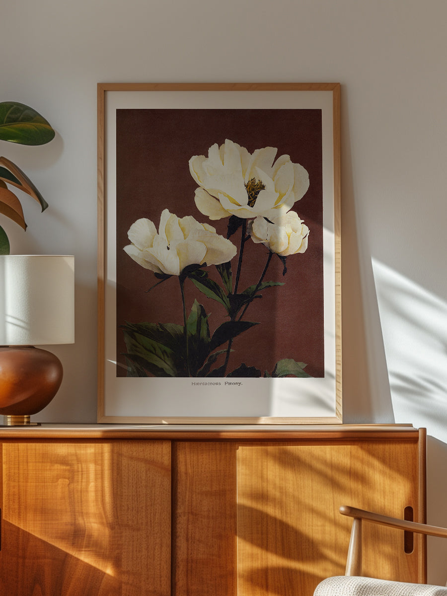 Haerdaceous Peony