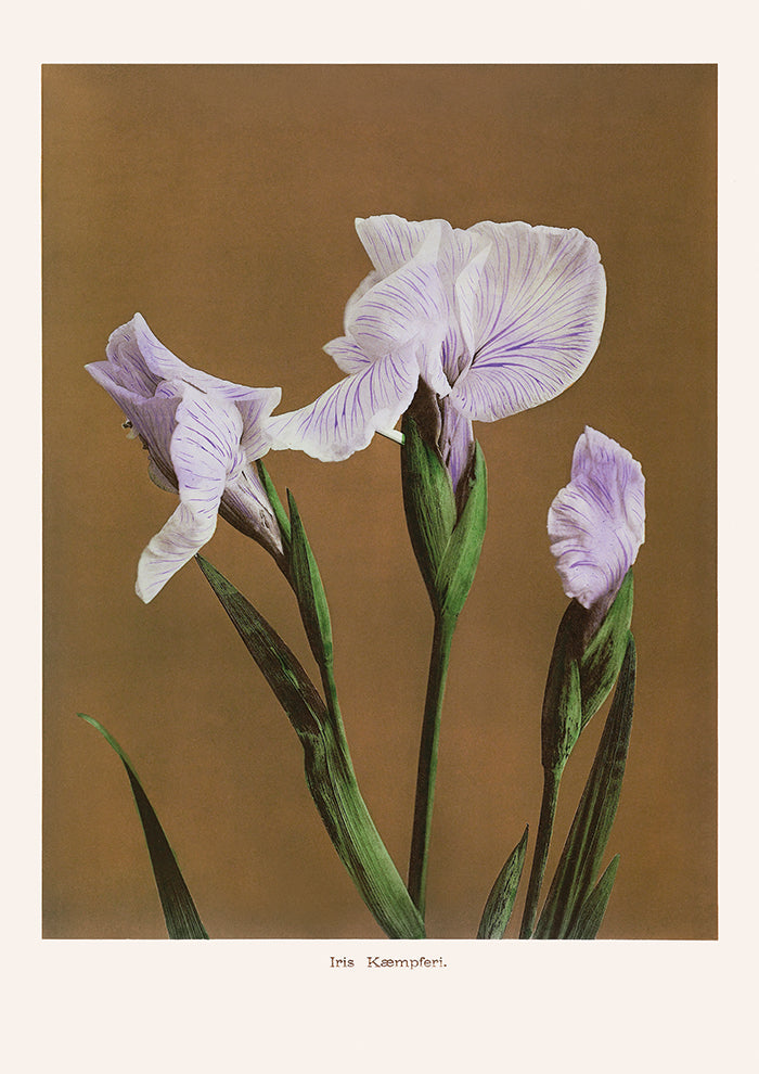 Iris Kaempferi no2
