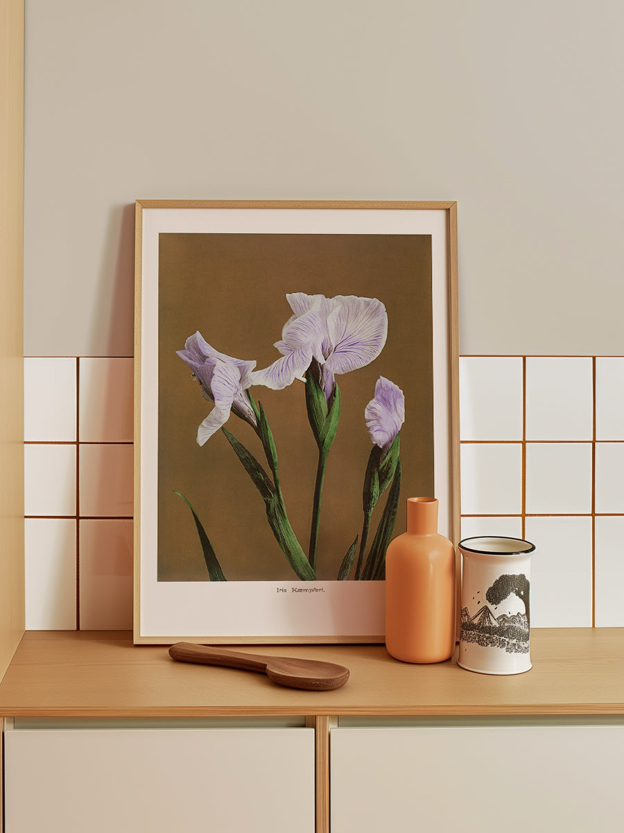 Iris Kaempferi no2
