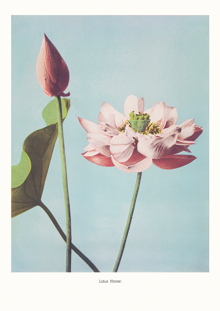 Lotus Flowers