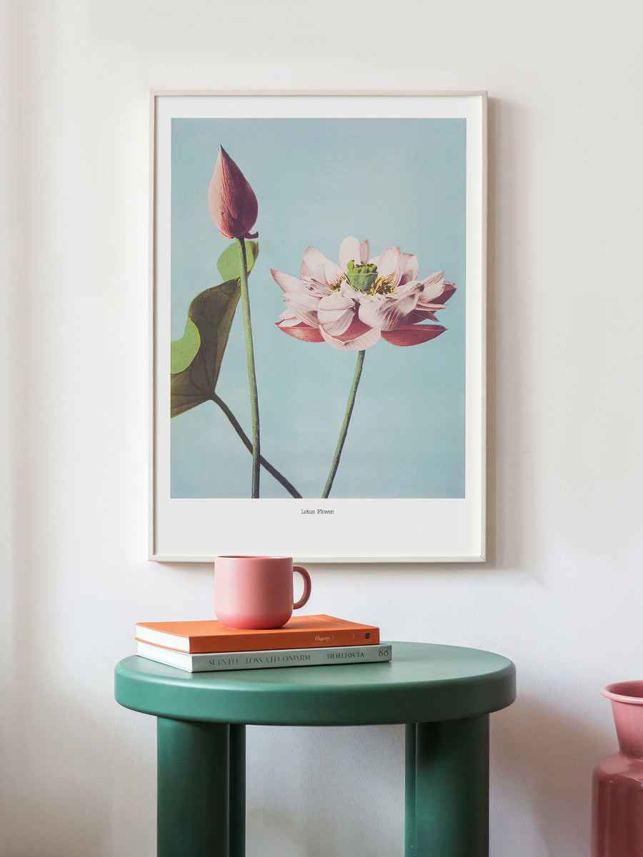 Lotus Flowers