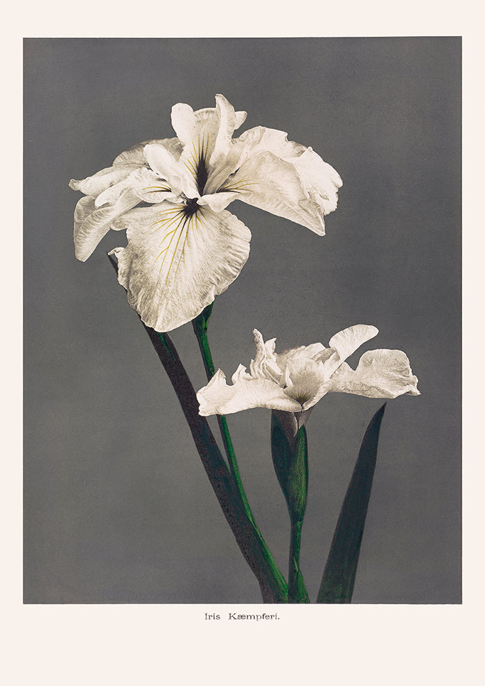Iris Kaempferi