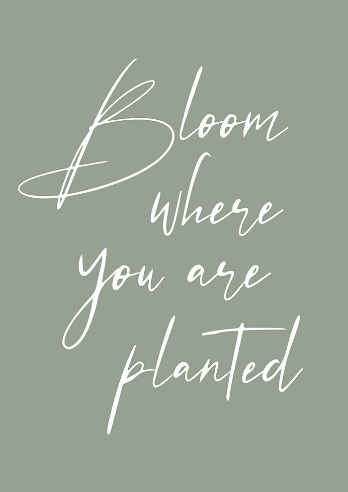Bloom