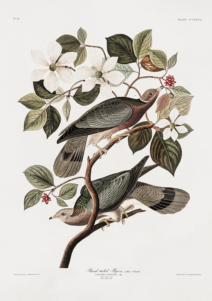 Brand Tailed Pigeon From Birds Of America 1827