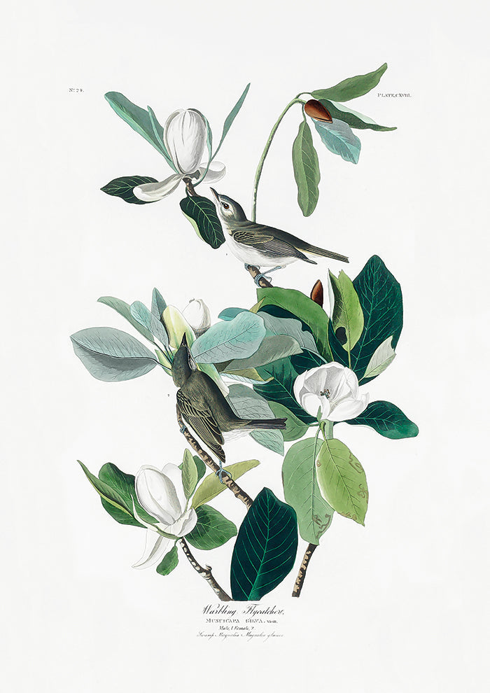 Warbling Flycatcher From Birds of America