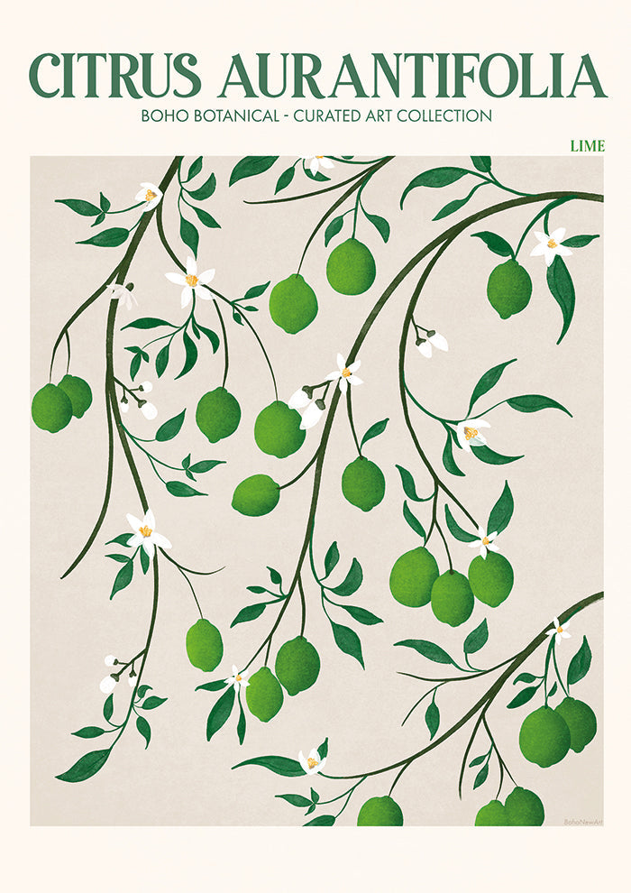 Citrus Aurantifolia Lime