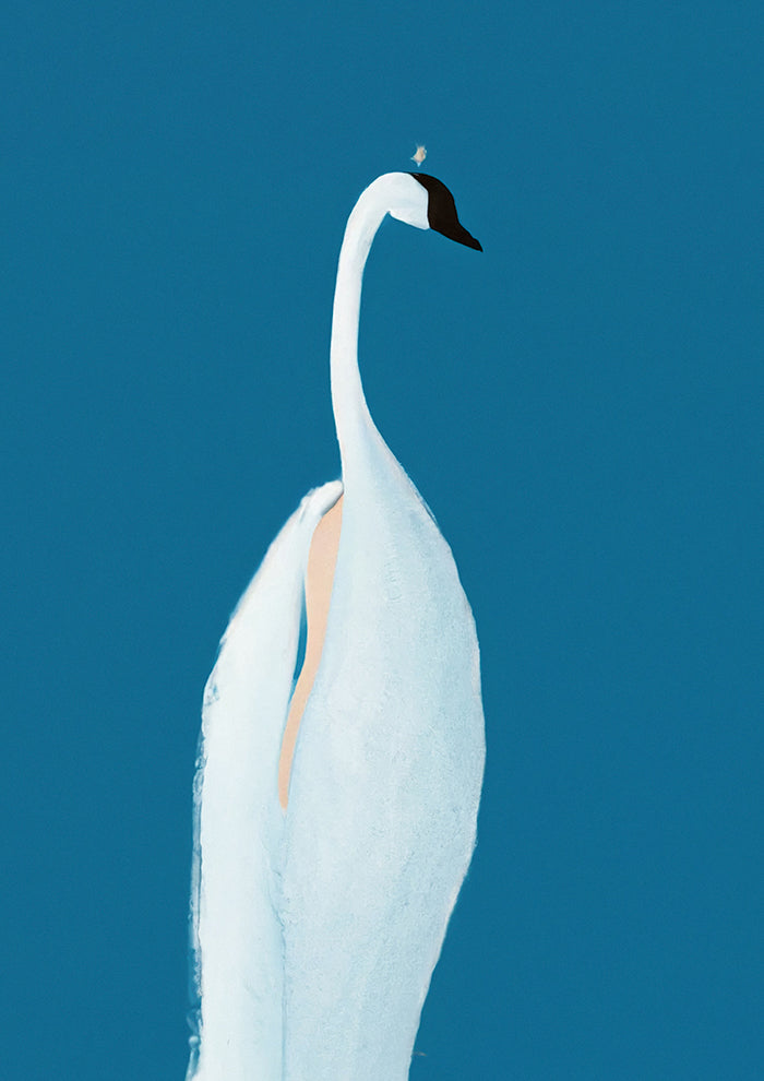 Swan Maybe