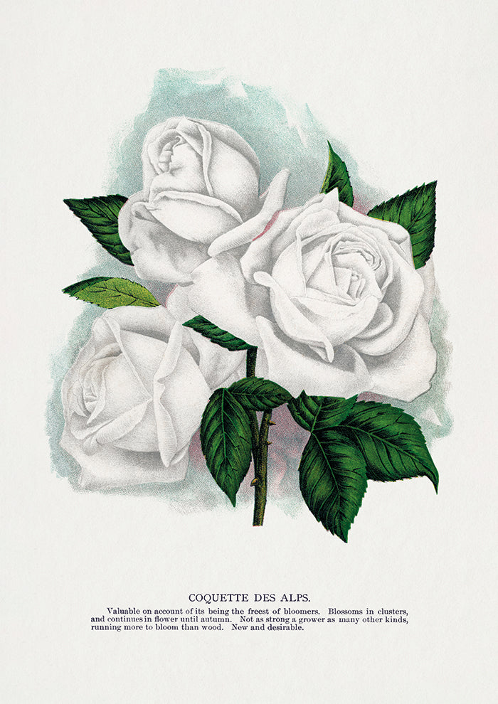 White Rose Lithograph