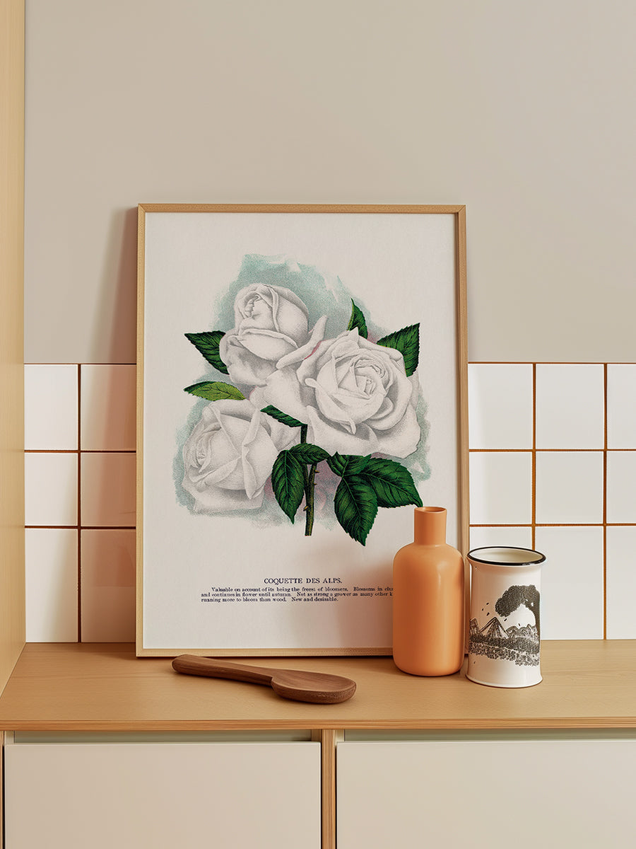 White Rose Lithograph