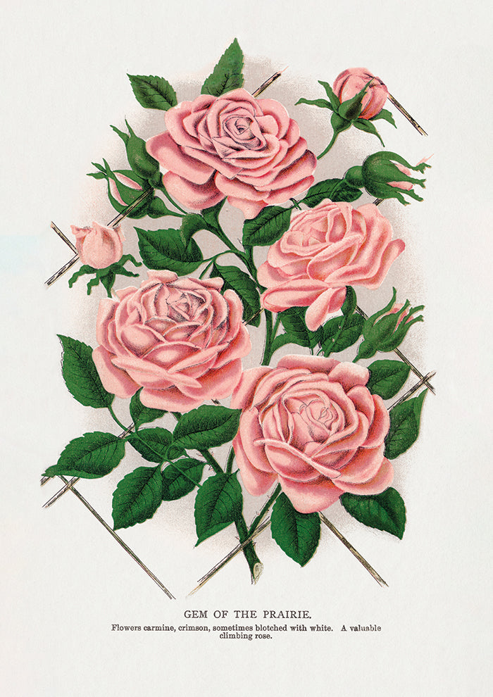 Gem of the Prairie Lithograph