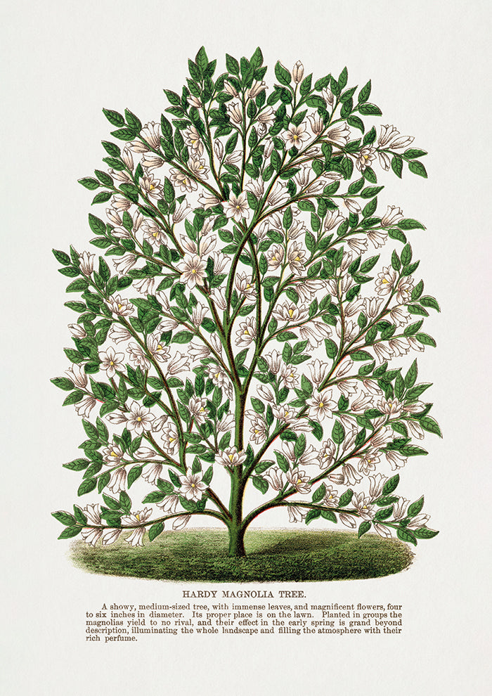 Hardy Magnolia Tree