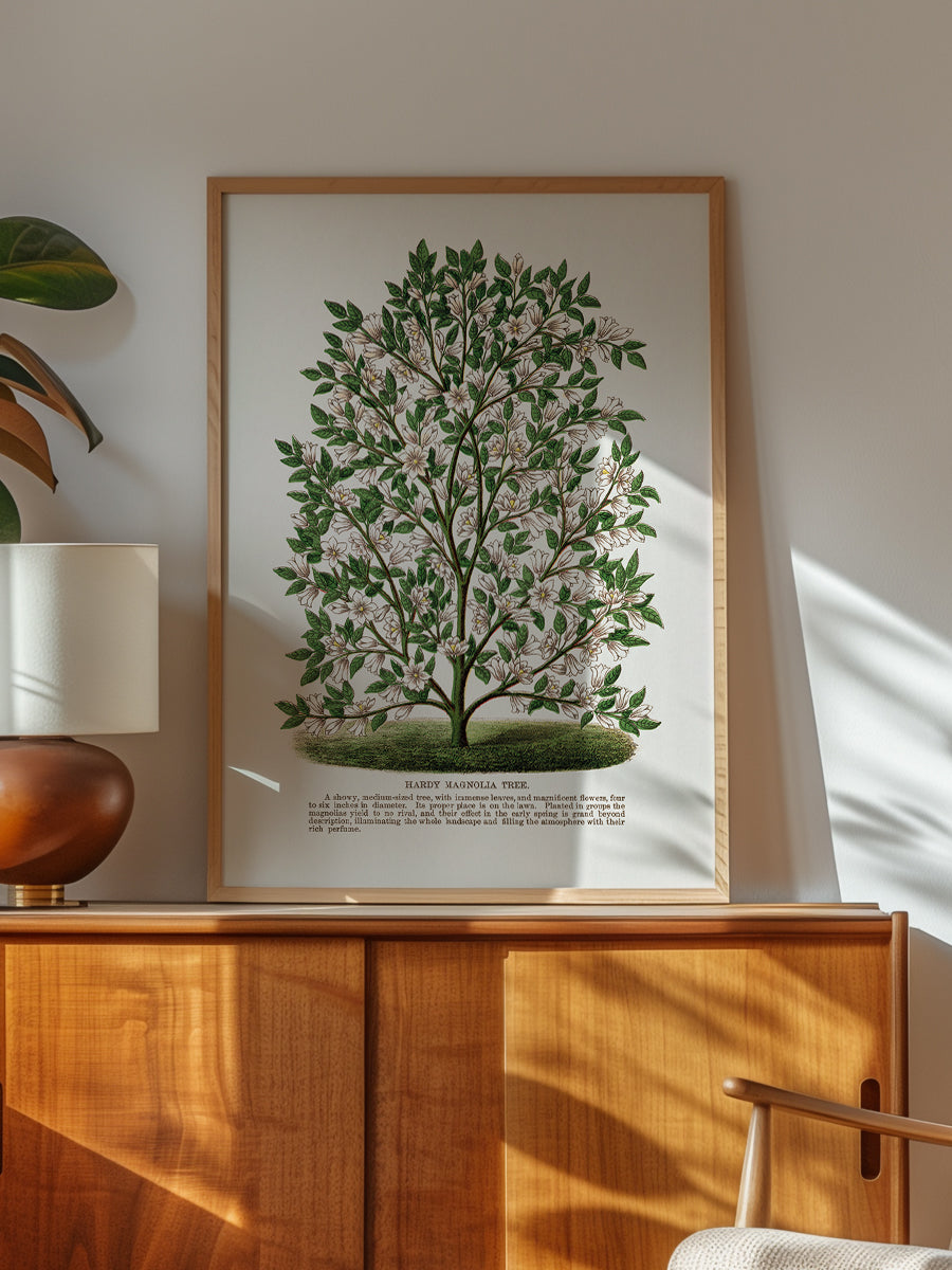 Hardy Magnolia Tree