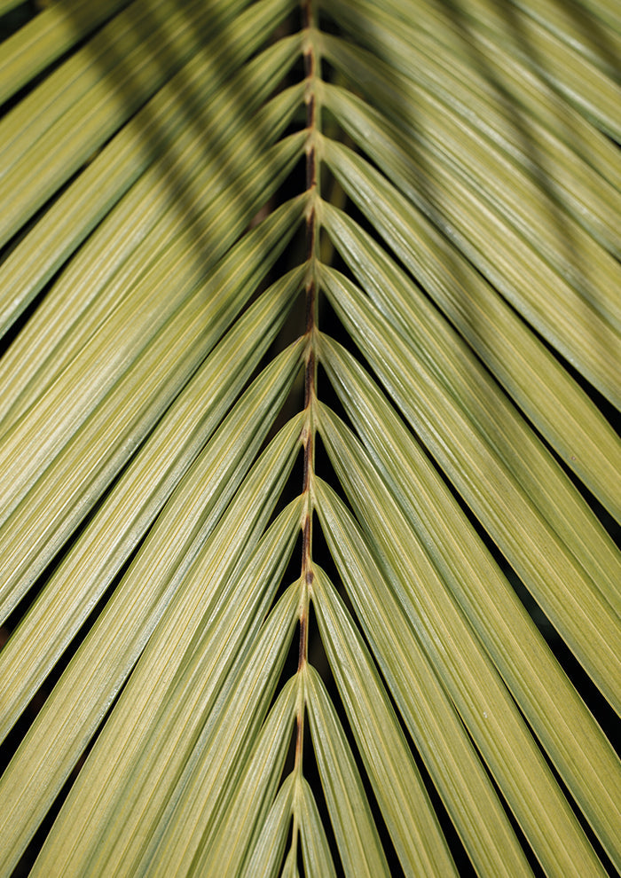 Tropical Leaf
