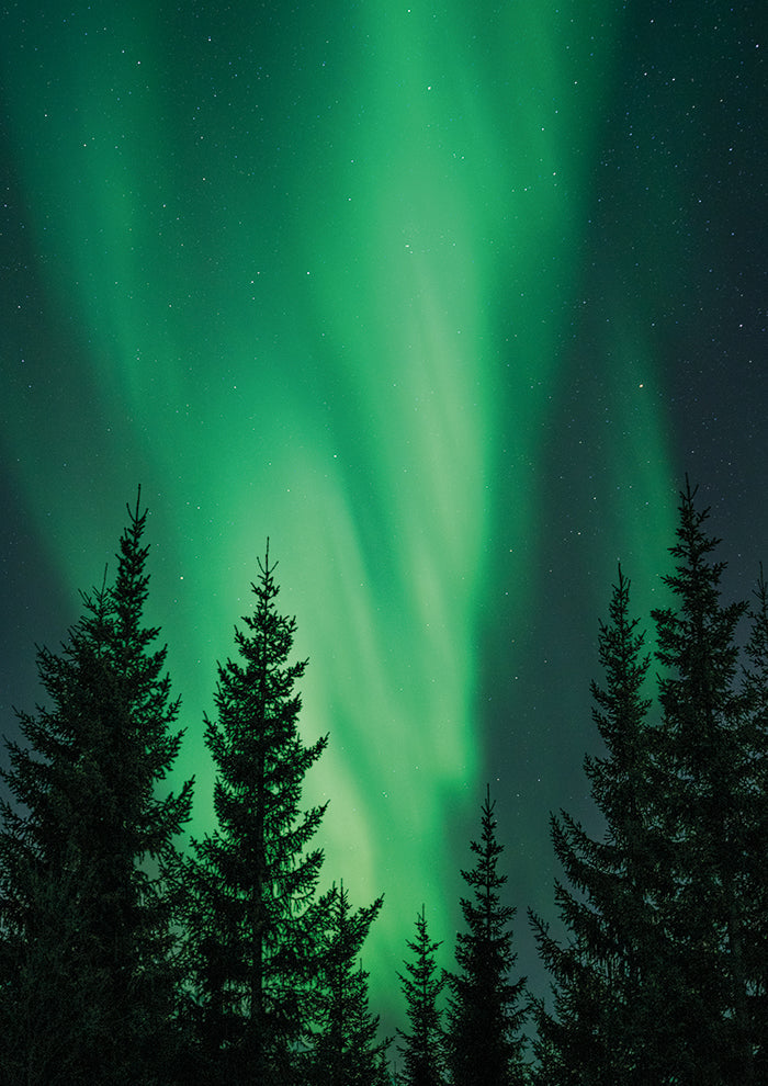 Northern Lights in the Woods