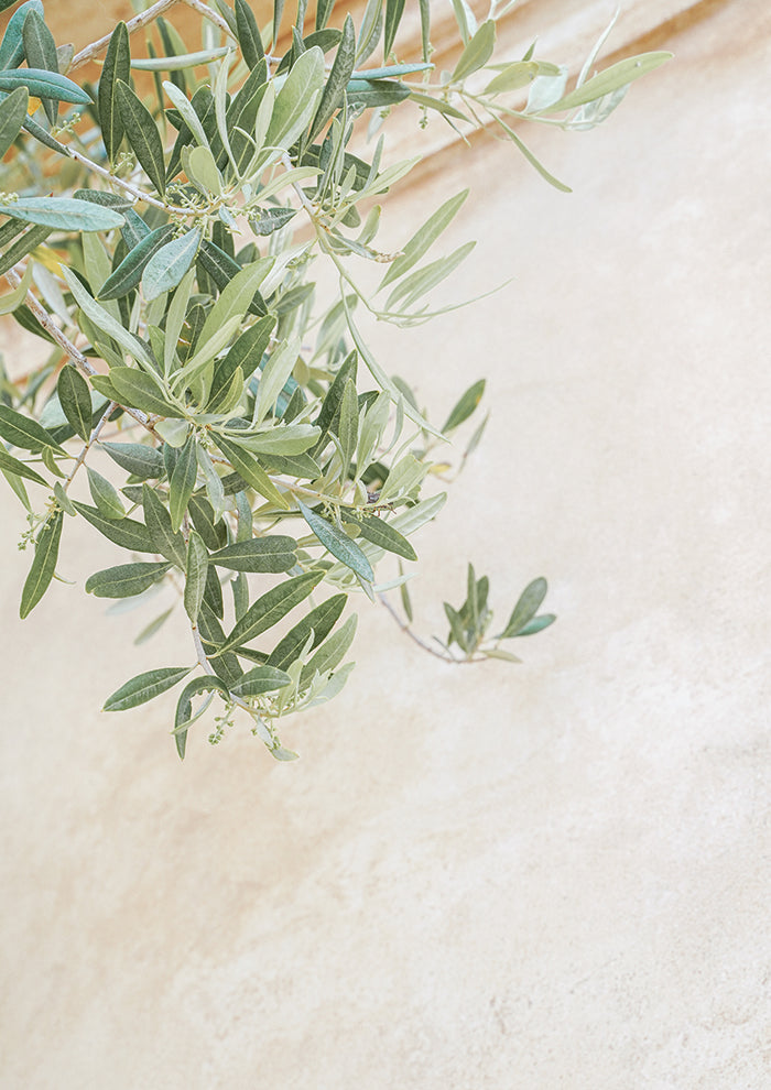 Olive Tree Leaves