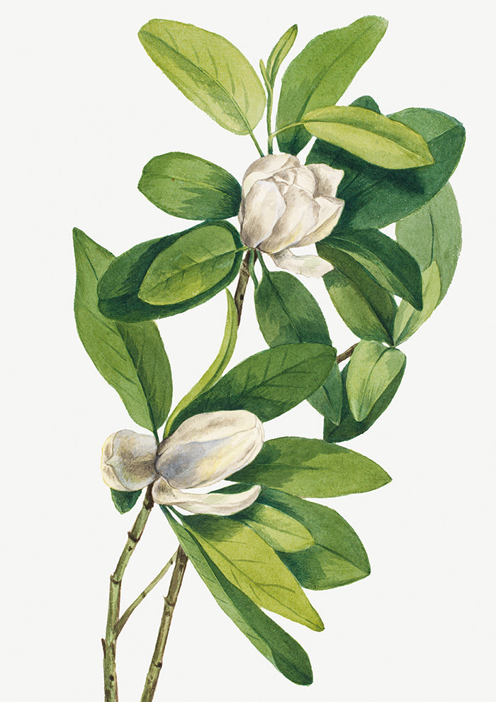 Swamp Magnolia