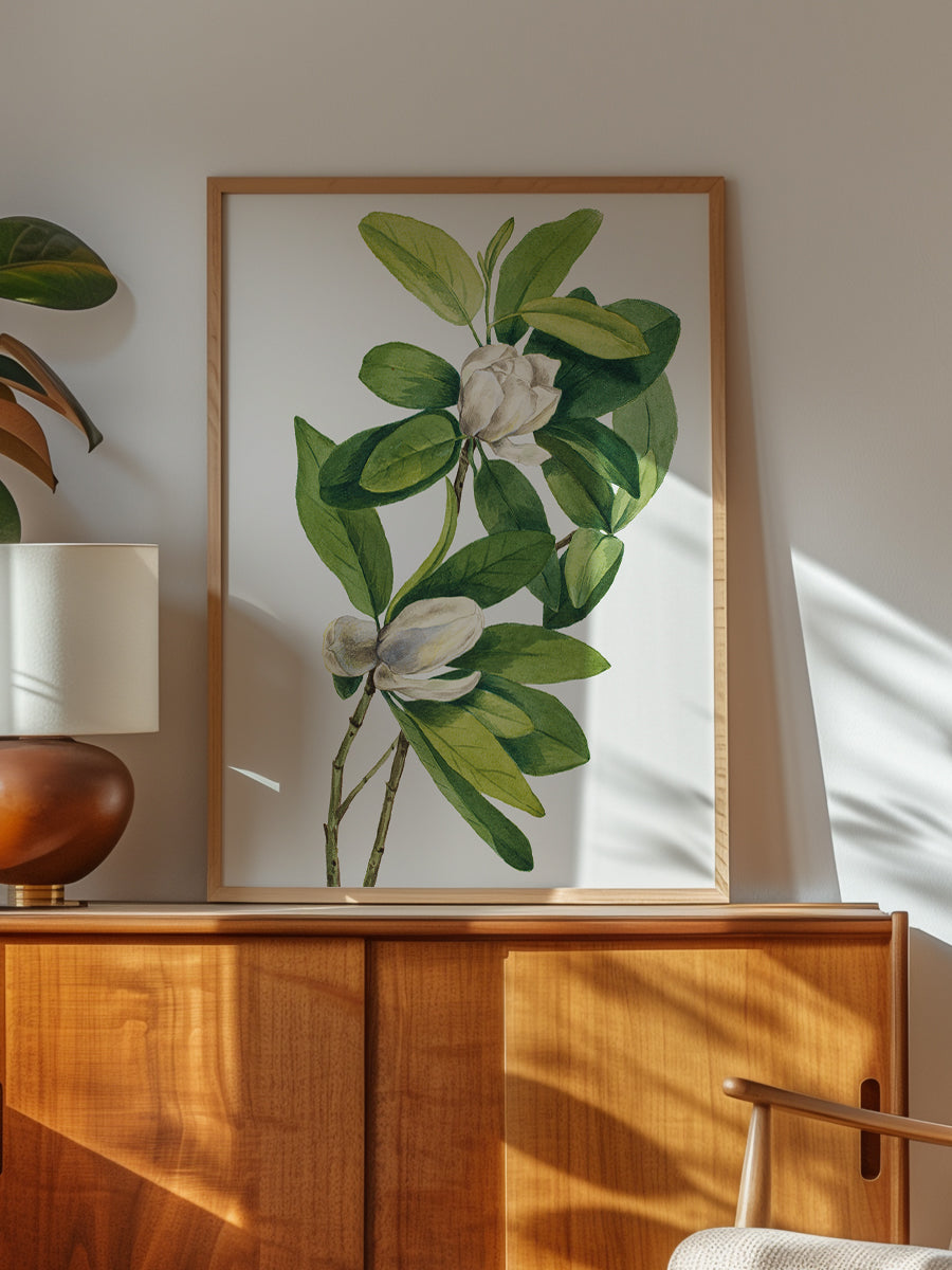 Swamp Magnolia
