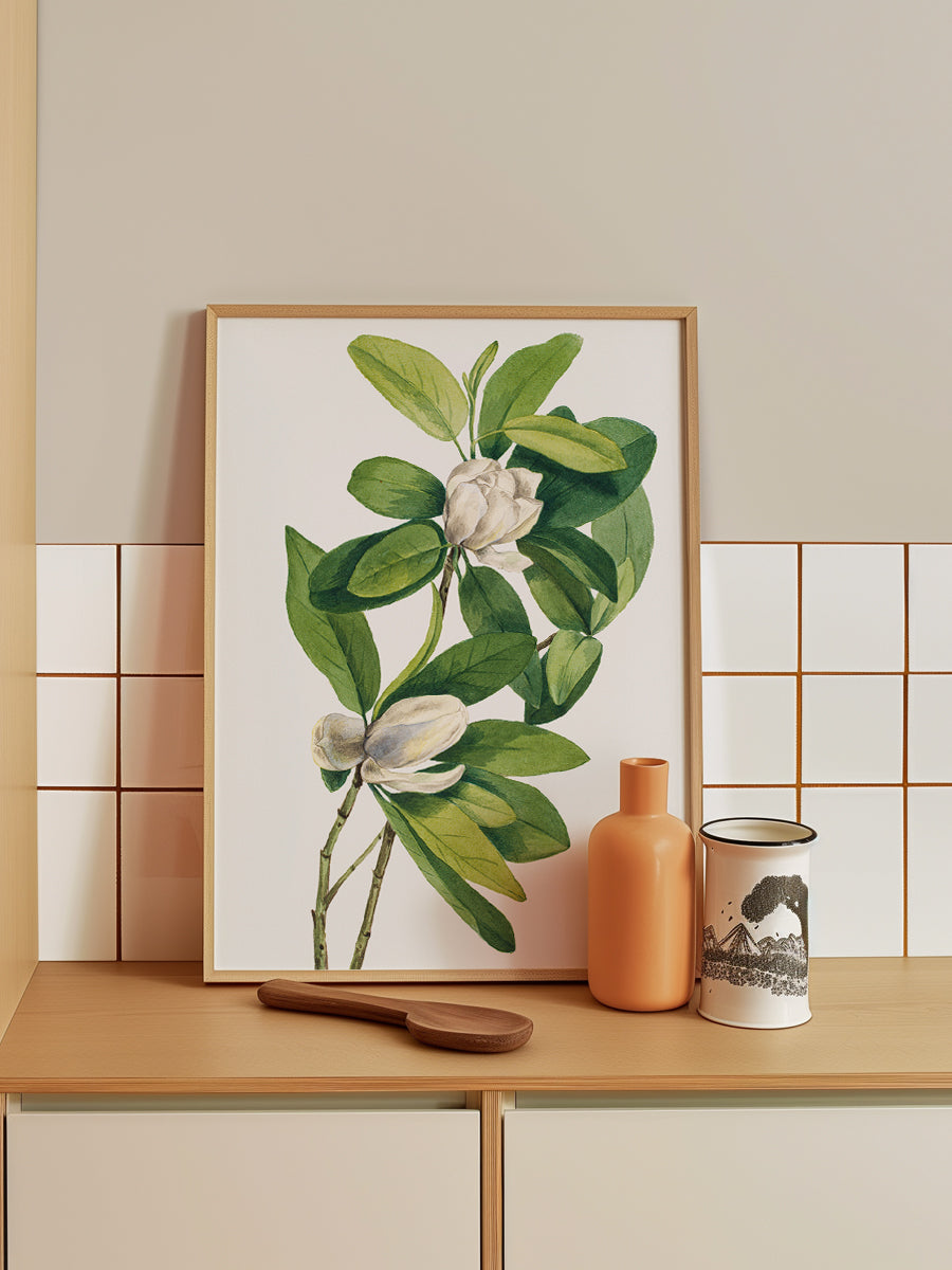 Swamp Magnolia