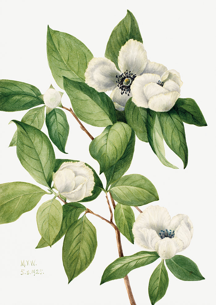 Virginia Stewartia