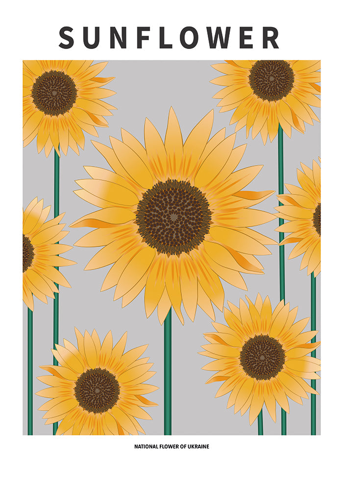 Sunflower - National flower och Ukraine