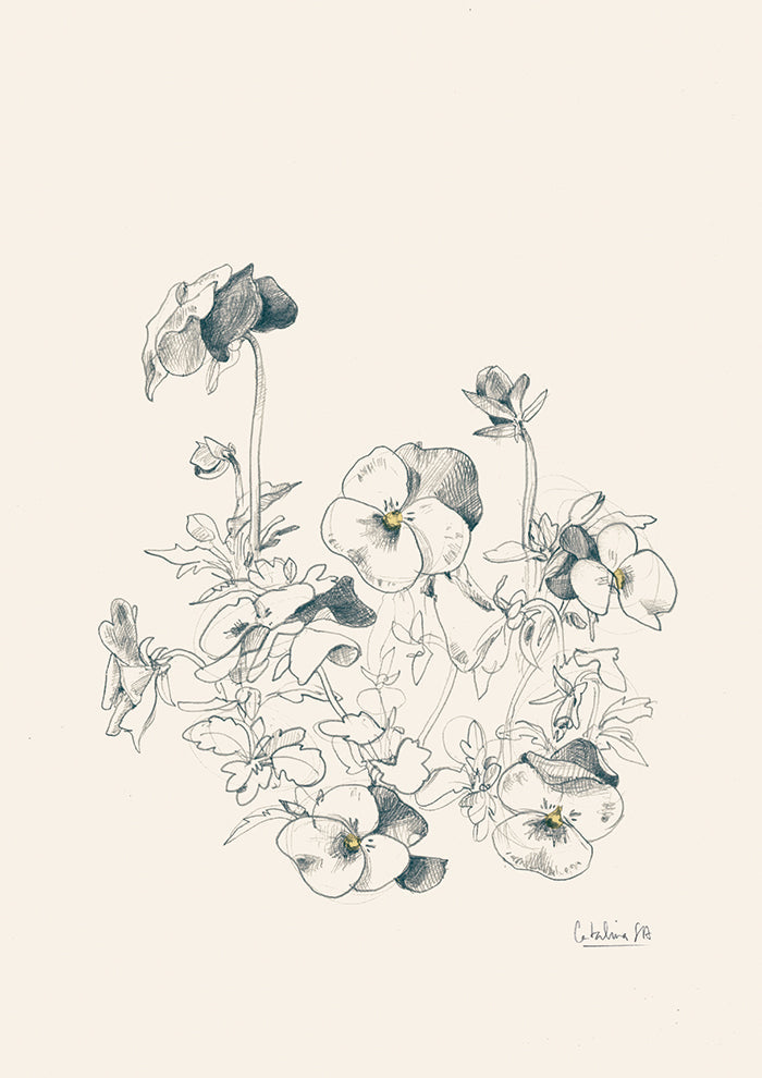 Pansies pencil drawing