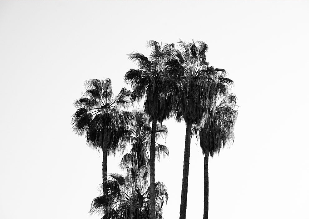 Elegant Silhouettes of Tall Palm Trees