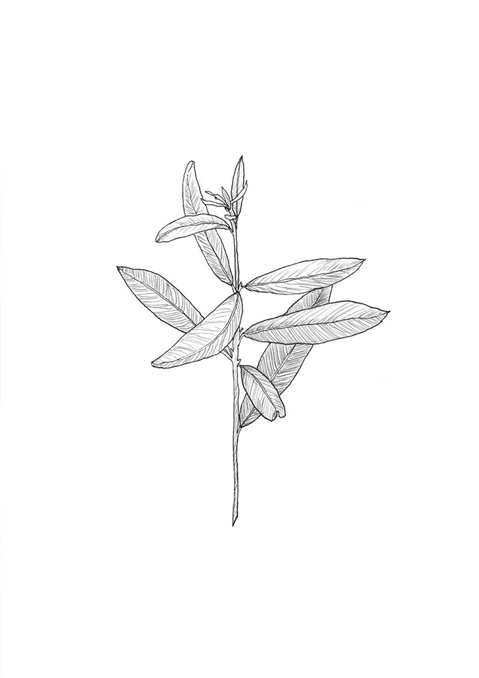 Delicate Leaf Sketch