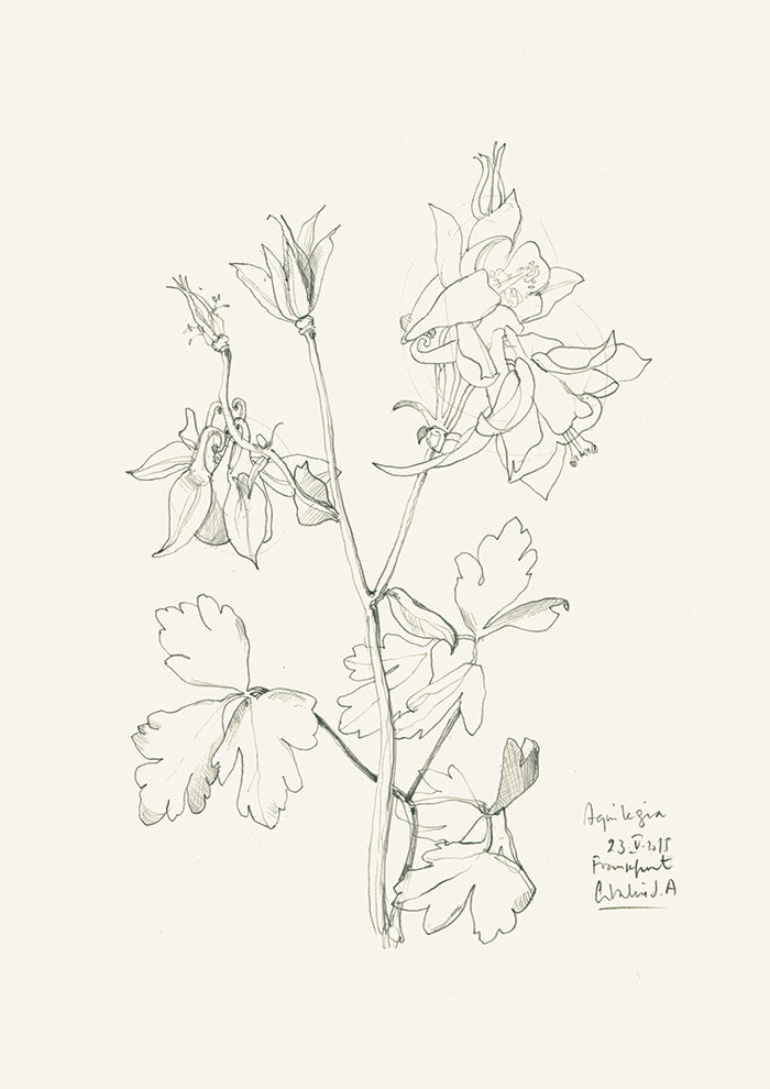Aquilegia n1