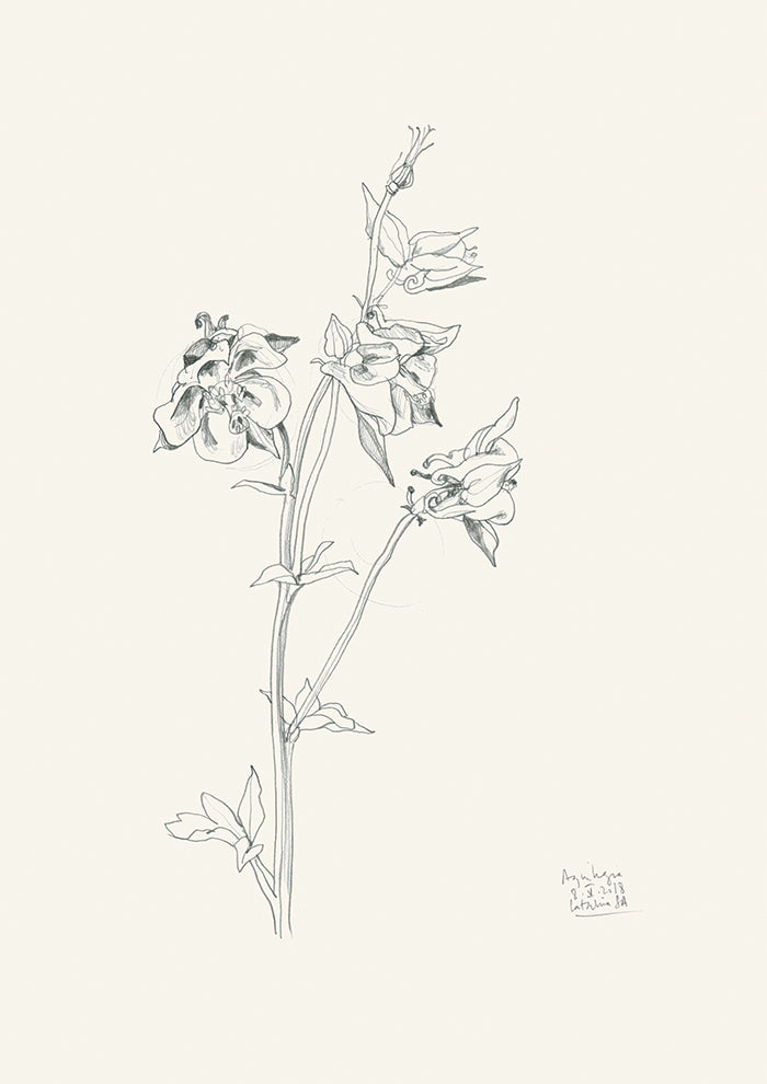 Aquilegia n2