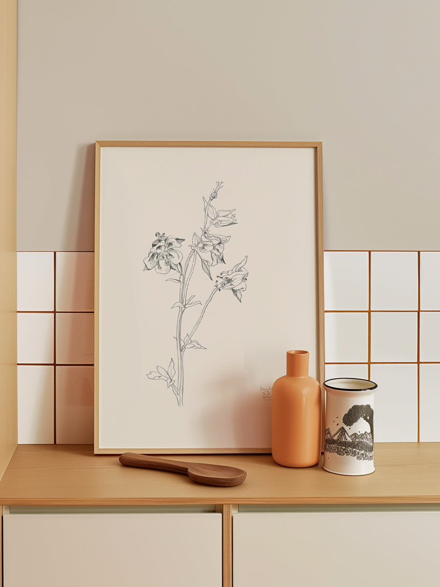 Aquilegia n2