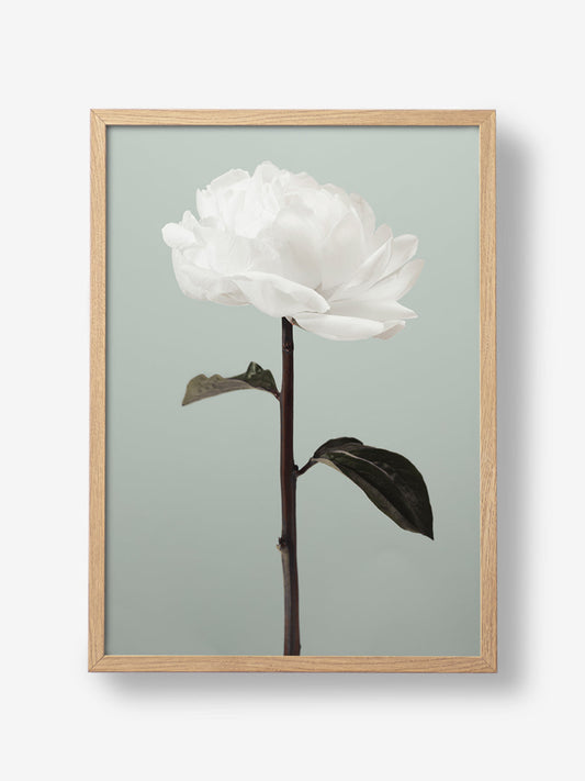 Peony 16