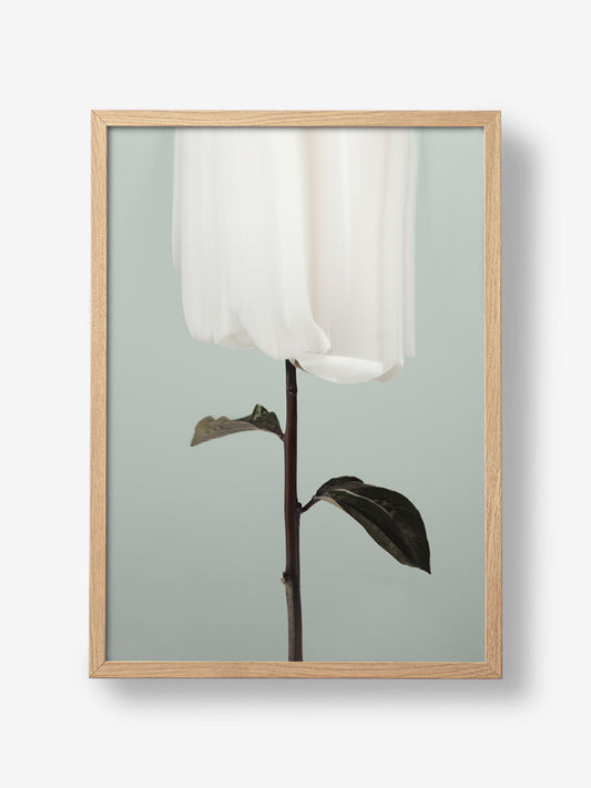 Peony 17