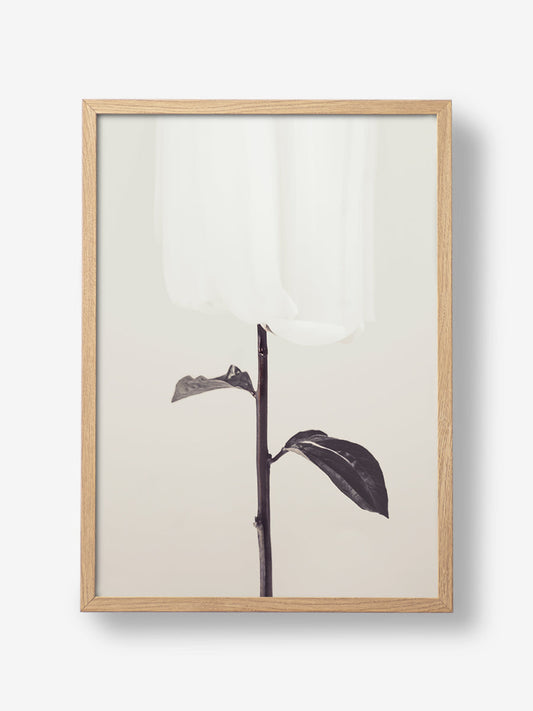 Peony 18