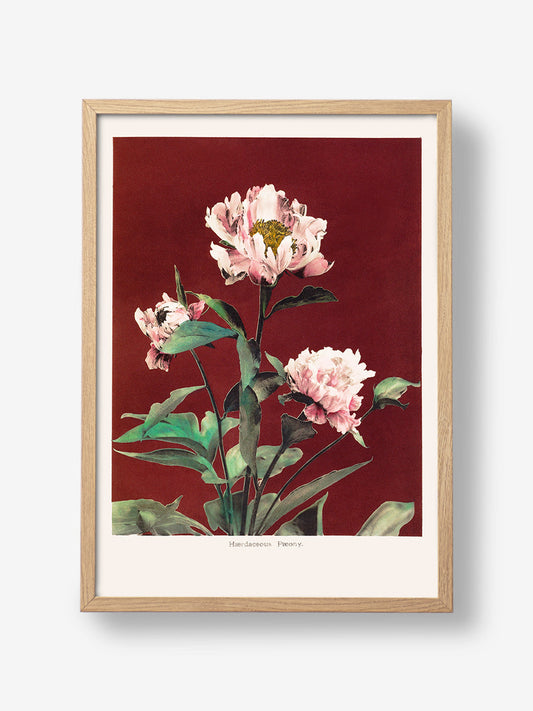 Haerdaceous Peony no2