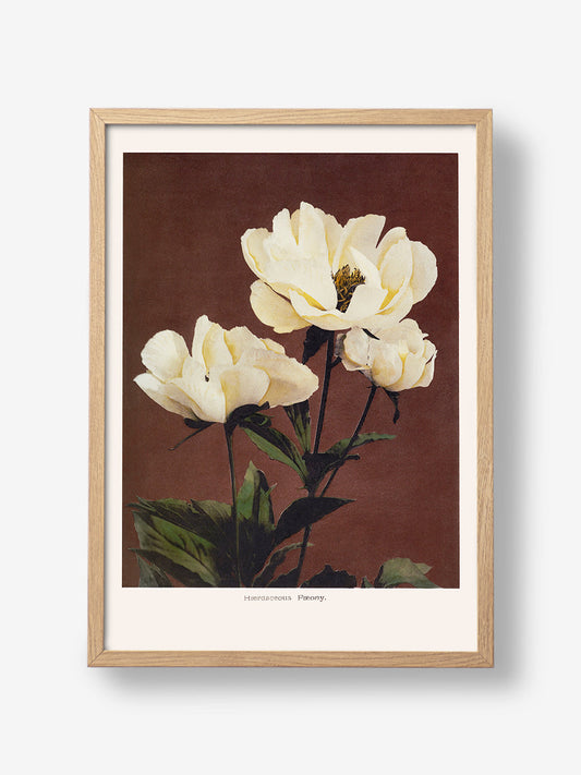 Haerdaceous Peony