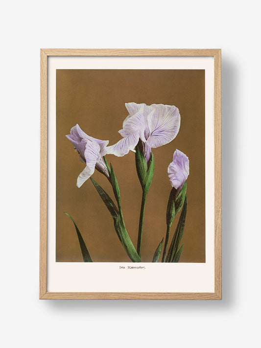 Iris Kaempferi no2