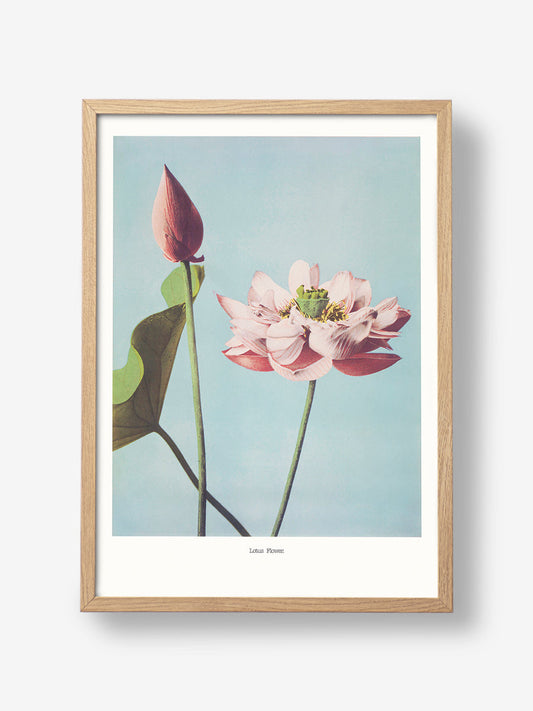 Lotus Flowers