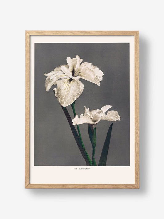 Iris Kaempferi