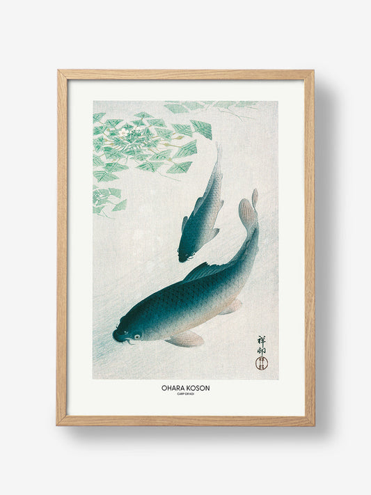 Carp Or Koi