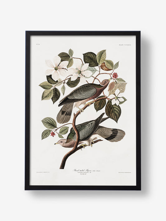 Brand Tailed Pigeon From Birds Of America 1827