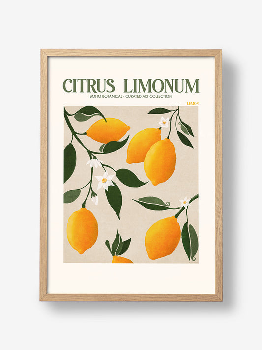 Citrus Limonum - Lemon