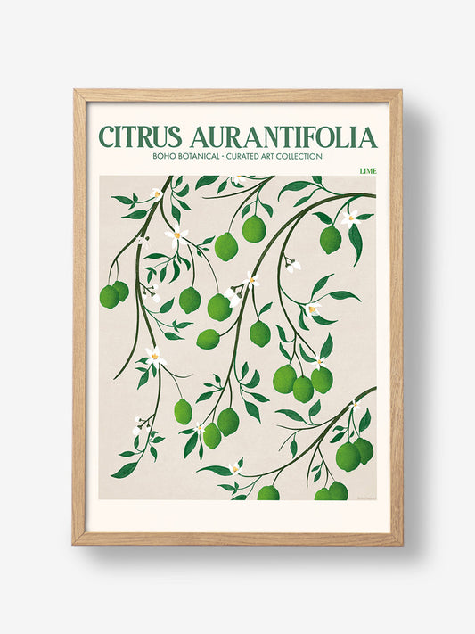 Citrus Aurantifolia Lime