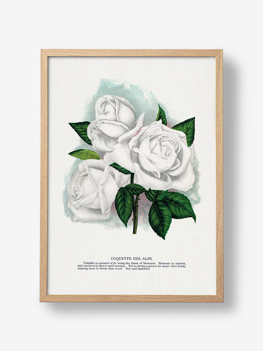 White Rose Lithograph